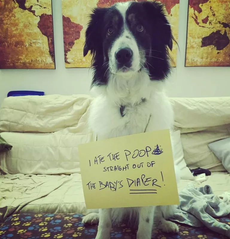 Dog ate baby's diaper