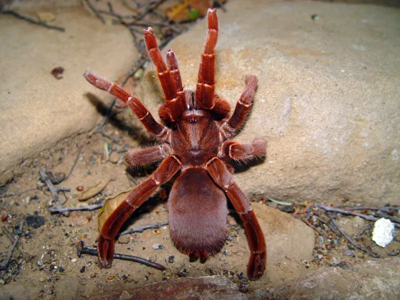 King Baboon Spider