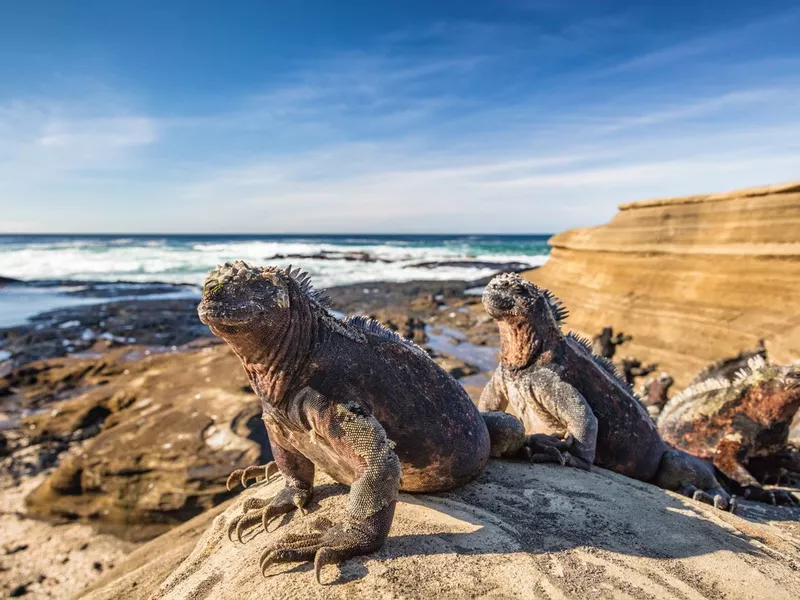 Iguanas warming in the sun on Santiago Island
