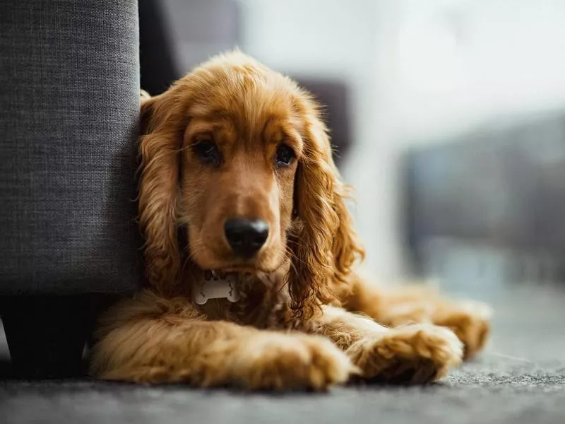 English cocker spaniel sitting
