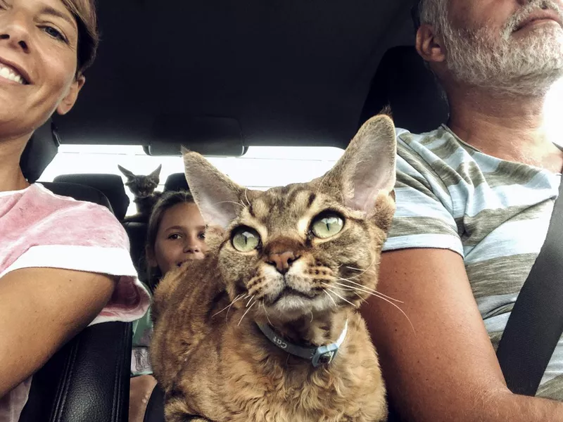 Devon Rex with family