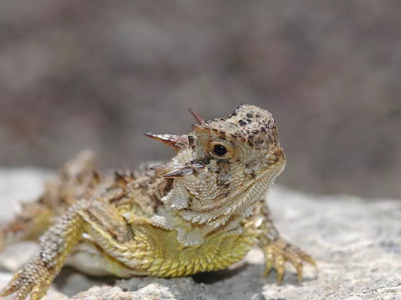 horned lizard