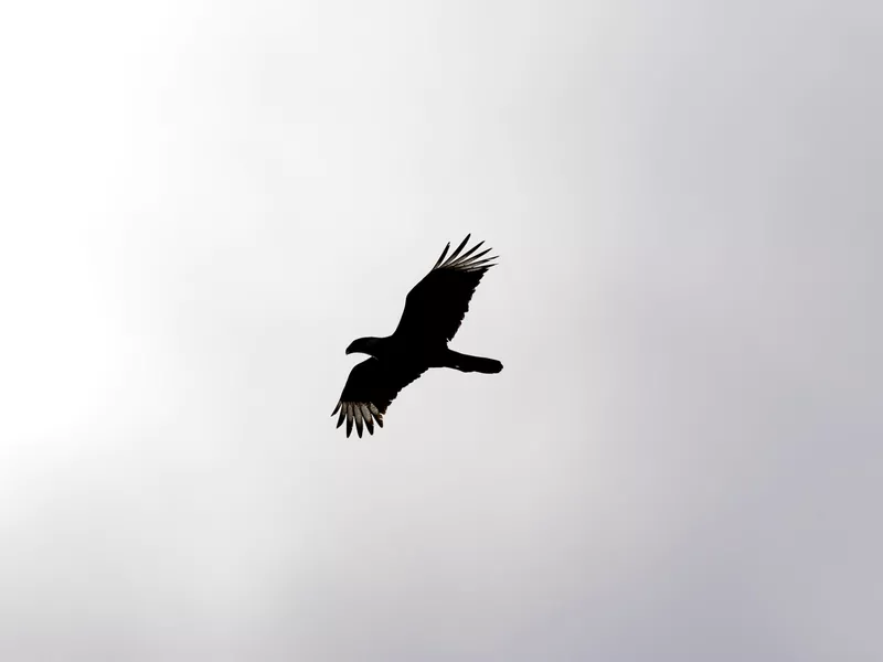 Crested Caracara