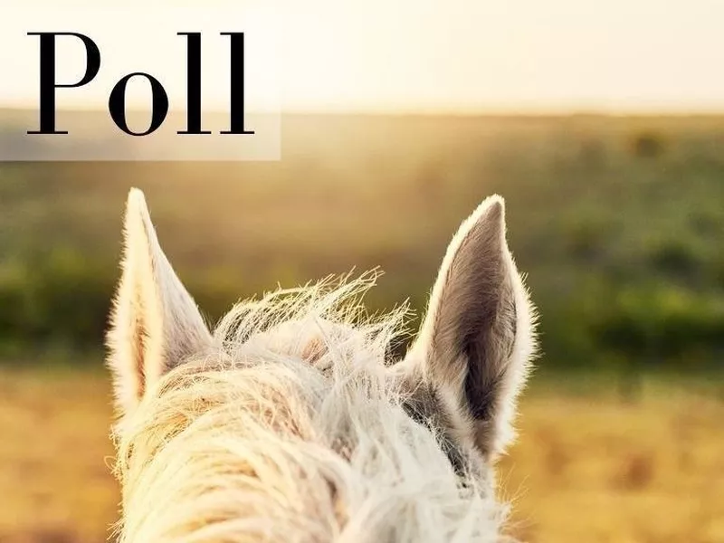 Poll