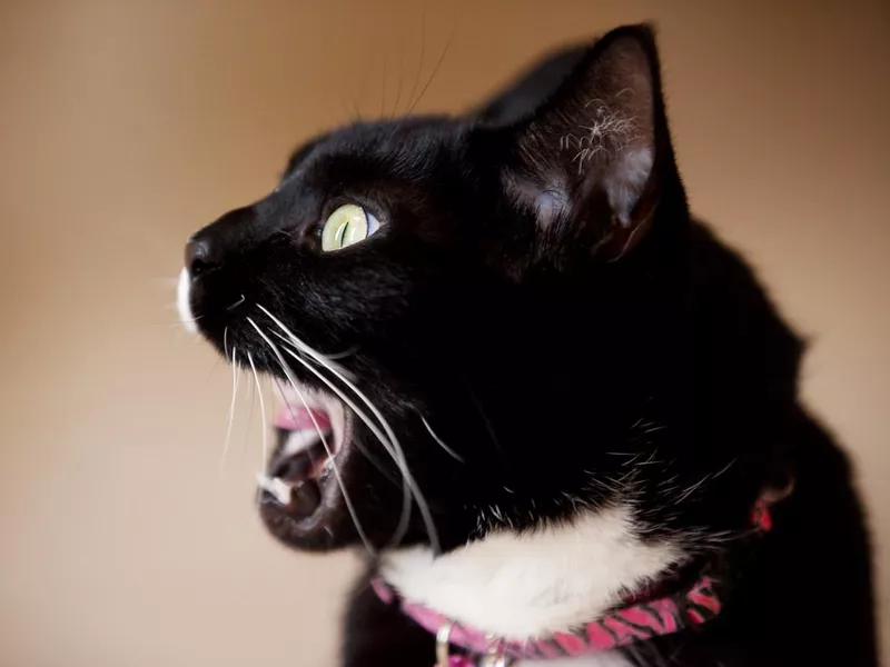 Profile Of Cat With Mouth Open