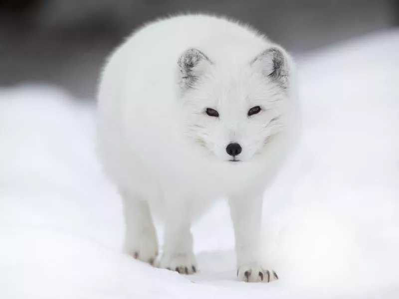White arctic fox walking in the snow