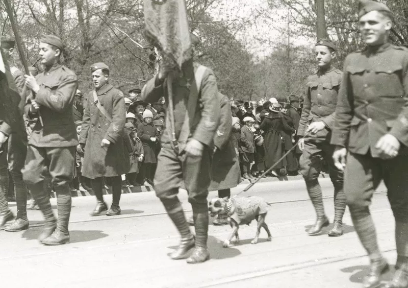 Stubby the military dog