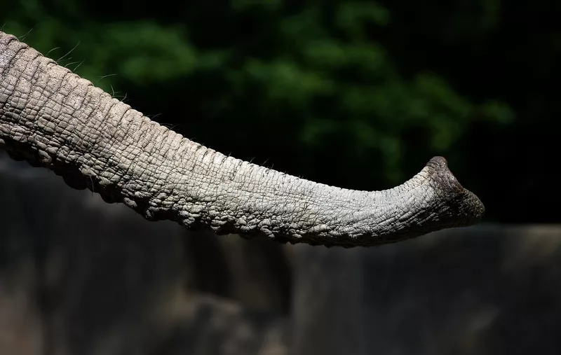 Elephants trunk