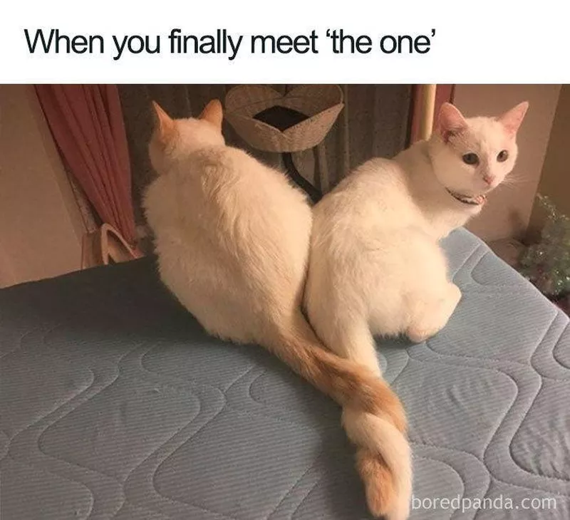 cats with intertwined tails