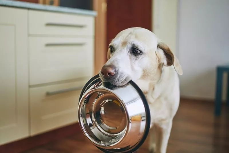 Dog waiting for food