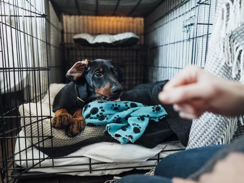 Doberman puppy laying in its bed inside a dog cage
