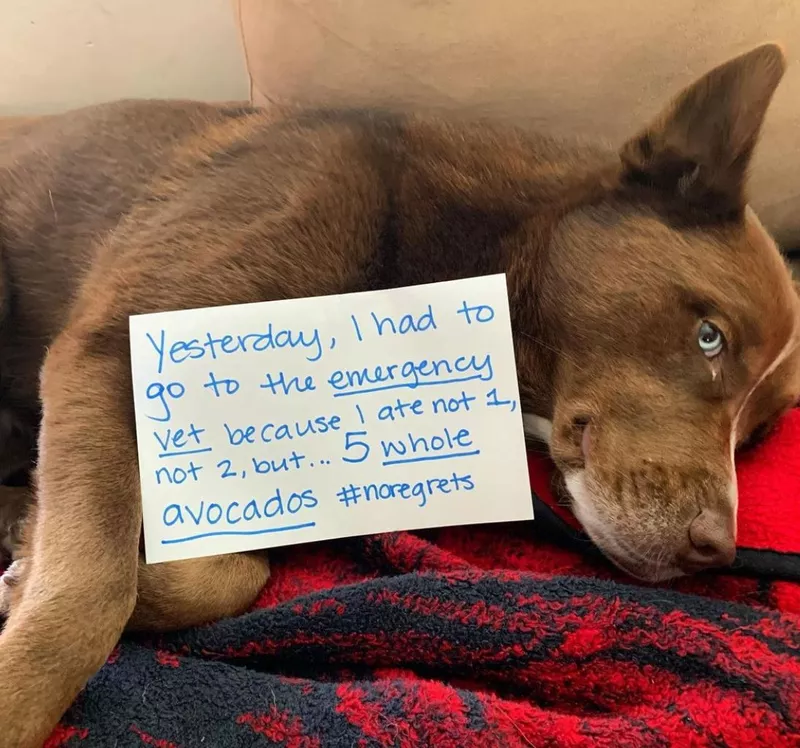 Dog ate avocados