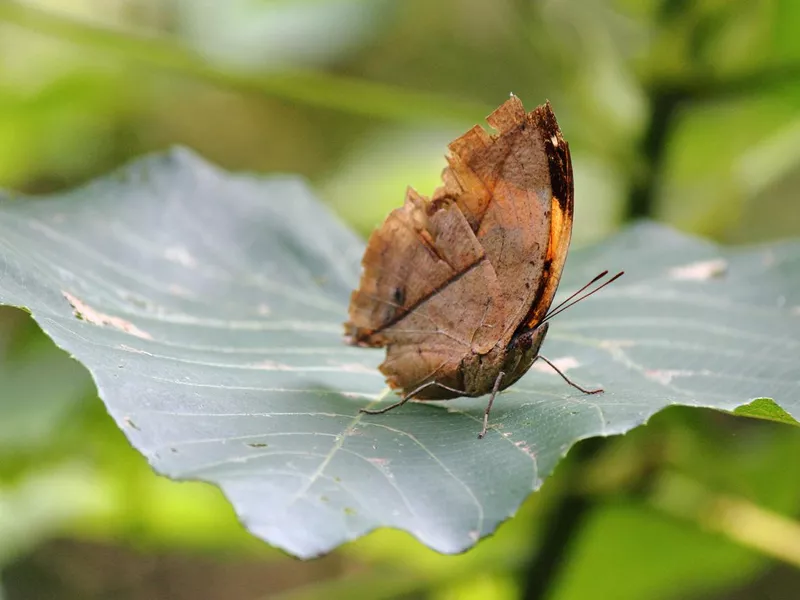 Orange Oakleaf kallima