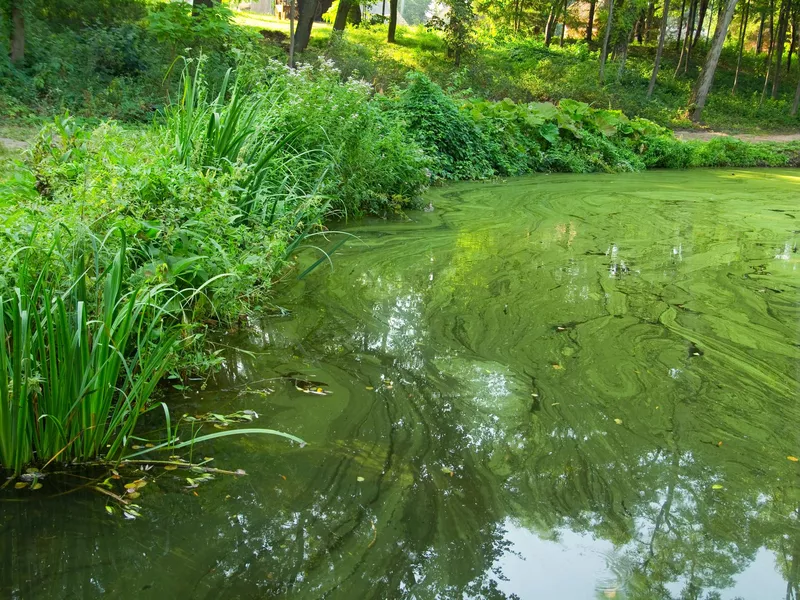 Cyanobacteria