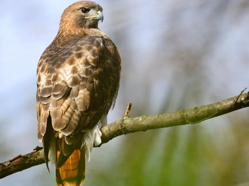 Red-tailed hawk