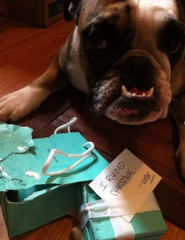 Bulldog ate a Christmas present