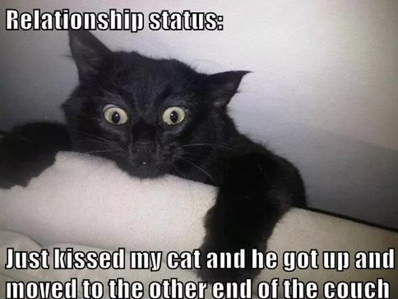 cat moving on the couch