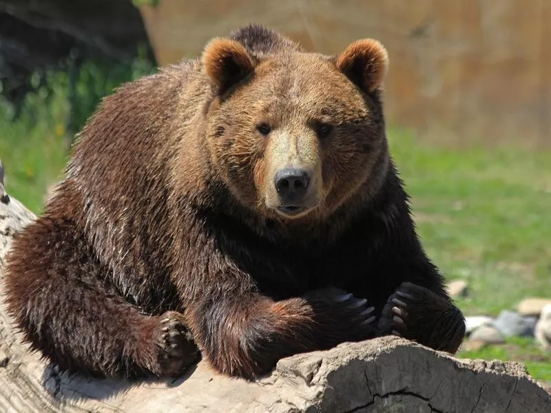 grizzly