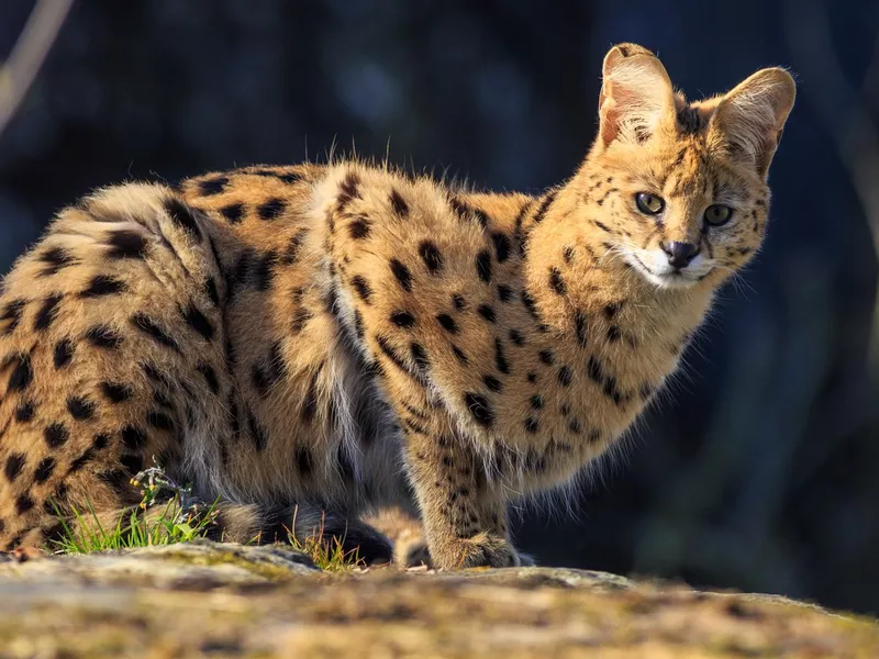 Serval