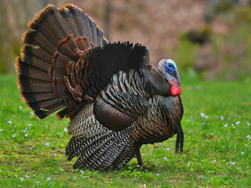 Large male turkey