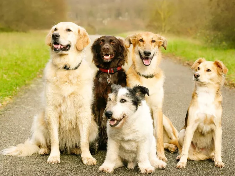 Five dogs sitting outdoors on a walking path