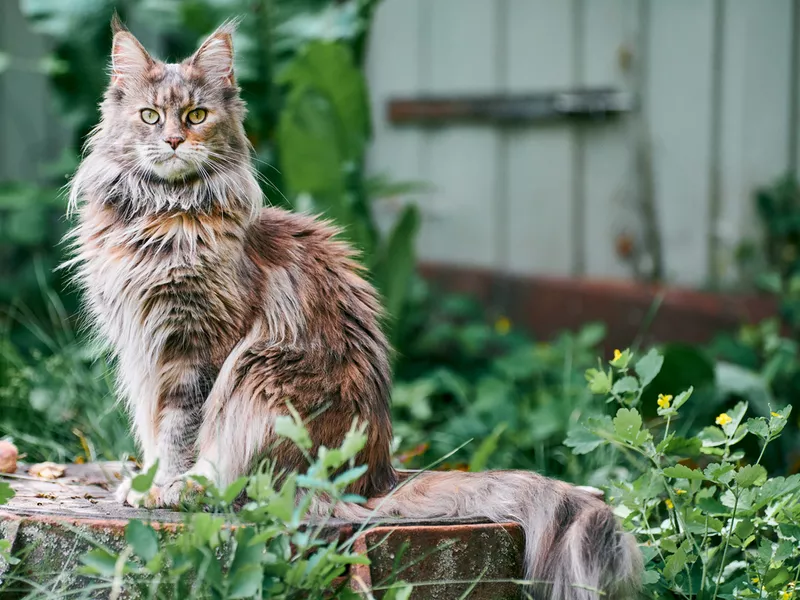 Maine coon cat in garden plot