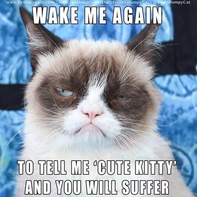 Waking the cute kitty