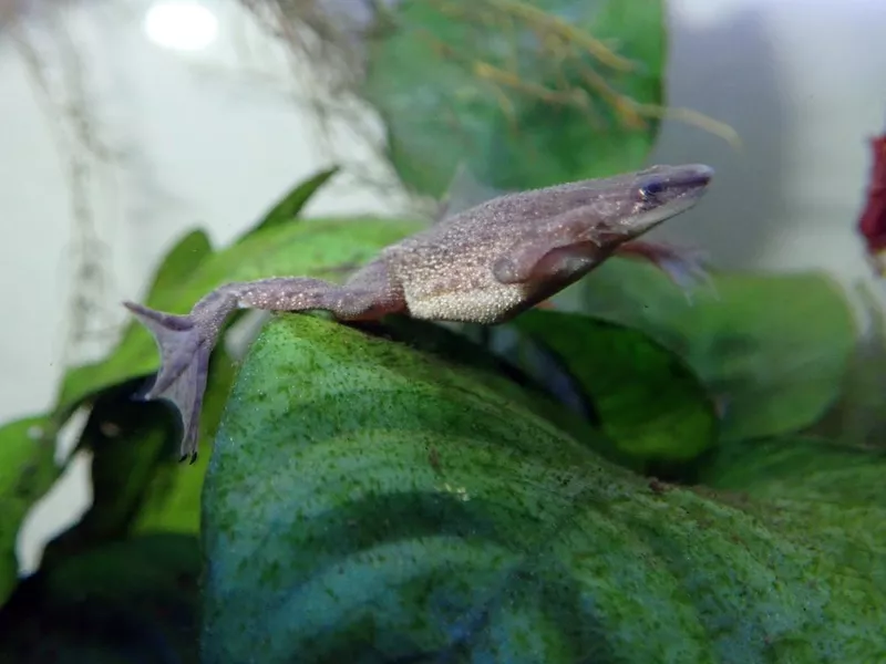 African Dwarf Frog