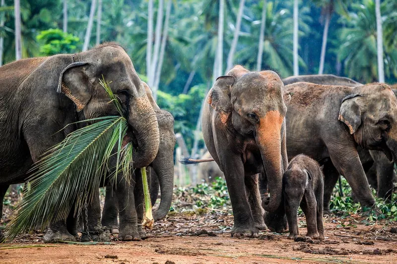 Elephant family