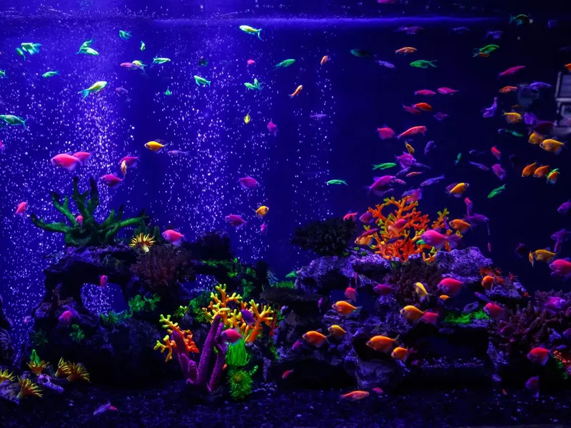 GloFish