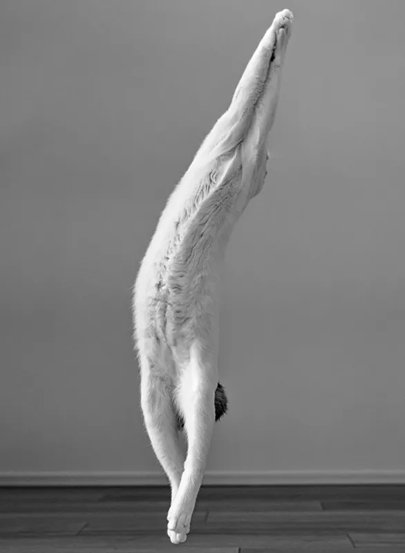 Cat ballet