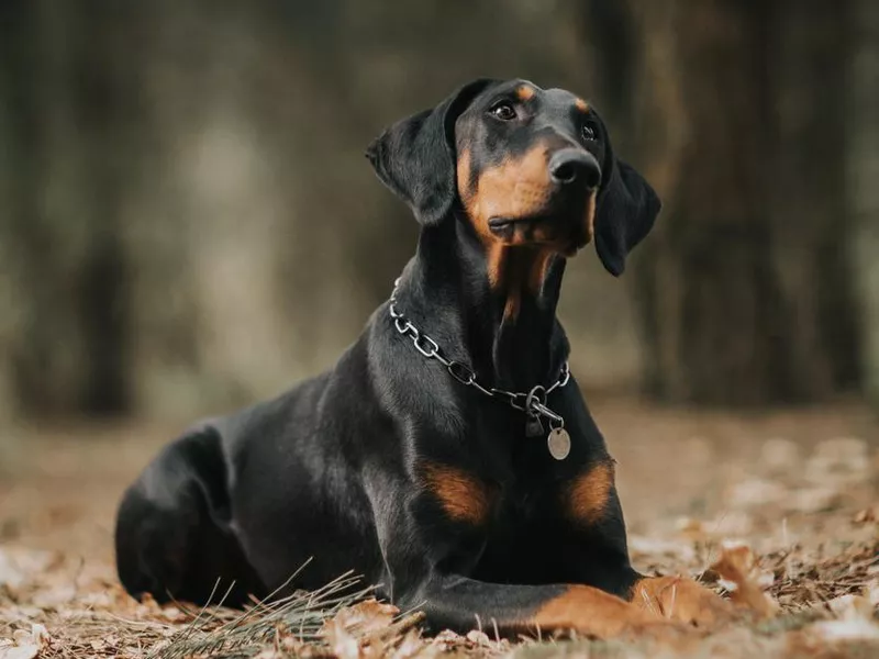 Doberman pinscher
