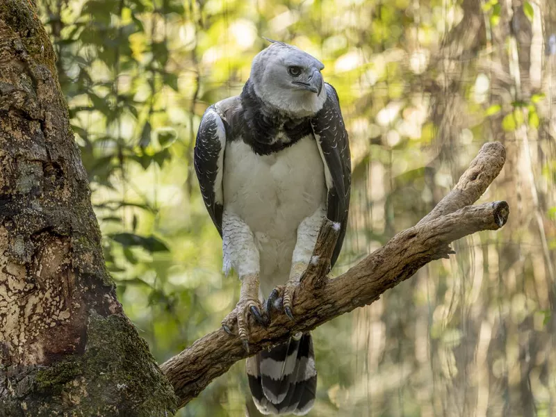 The Harpy Eagle (Harpia harpyja)
