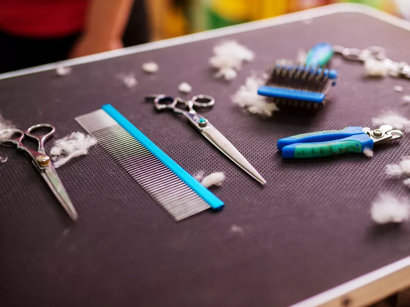 Animal hairdressing tools on a table