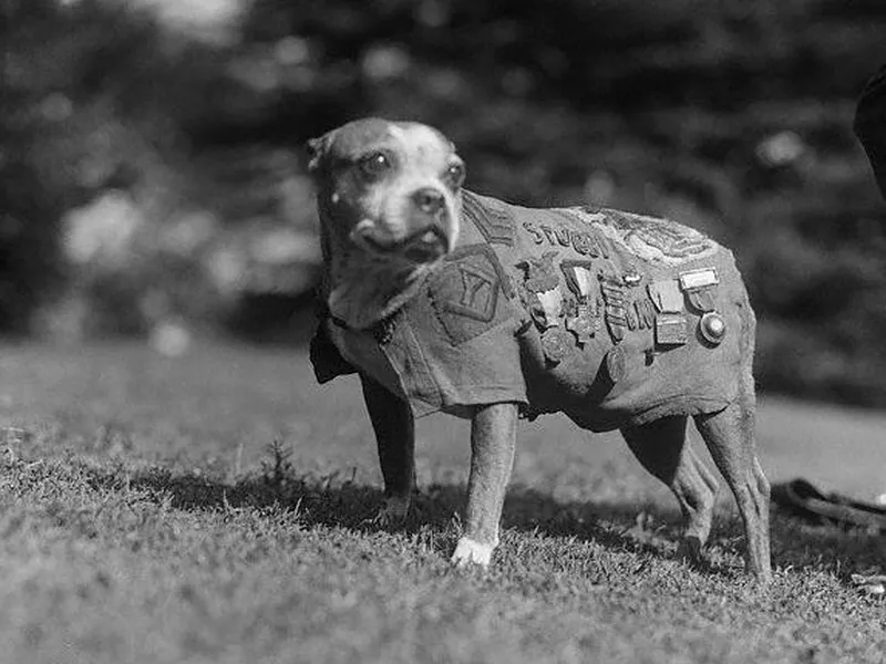 Sergeant stubby