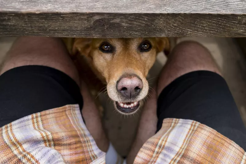 Peeking dog