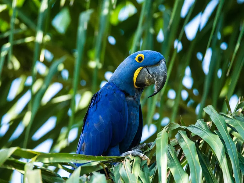 Hyacinth Macaw