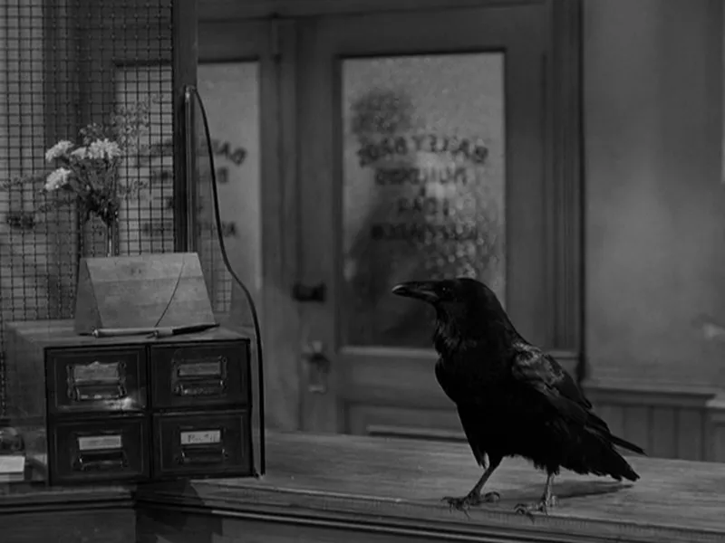 Jimmy the Raven