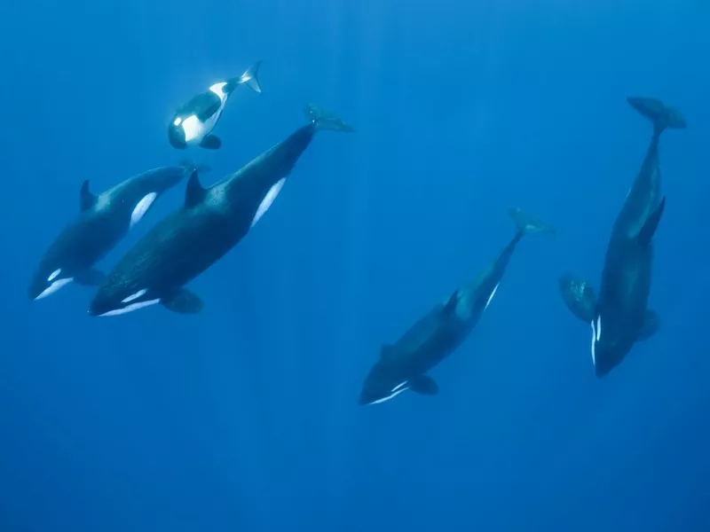 Orca Family Pod