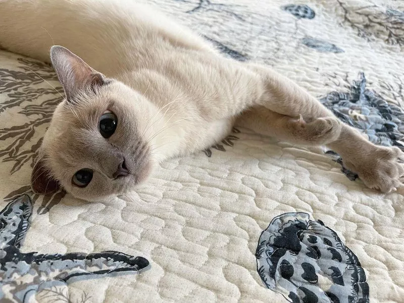 Tonkinese