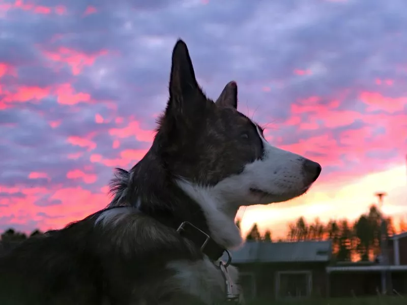 Welsh Corgi Cardigan against Swedish sunset