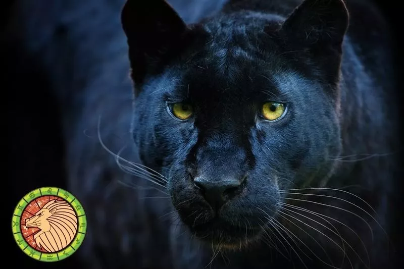 Panther