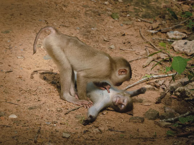 Monkey wellness center