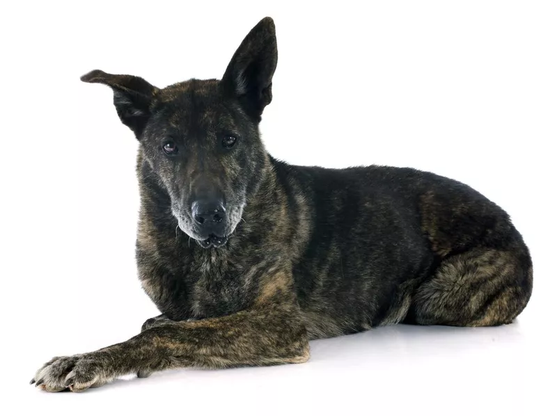 Holland Shepherd