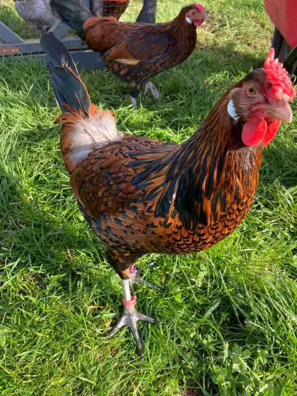 Old English Pheasant chickens and their egg color