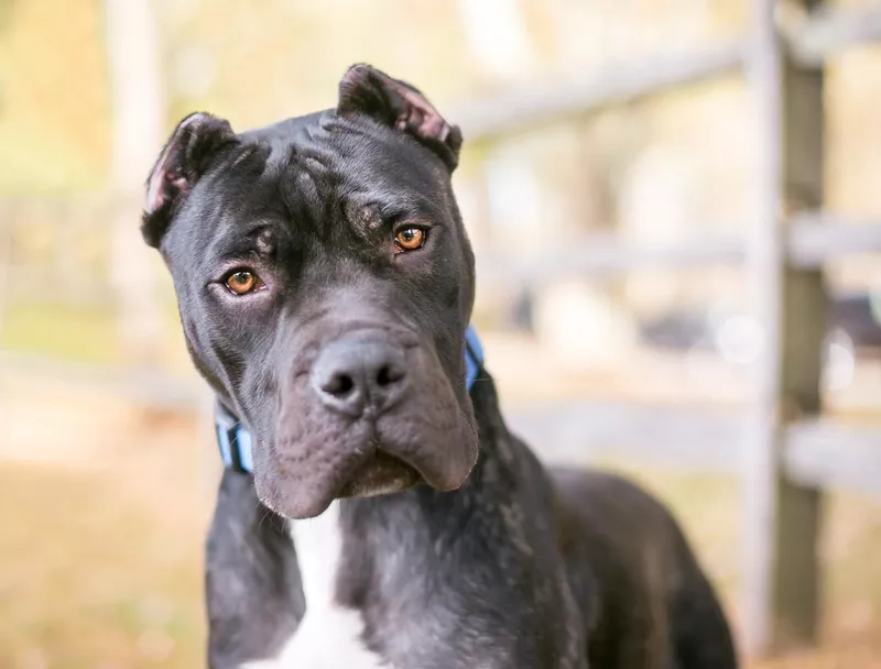 Presa Canario dog temperment