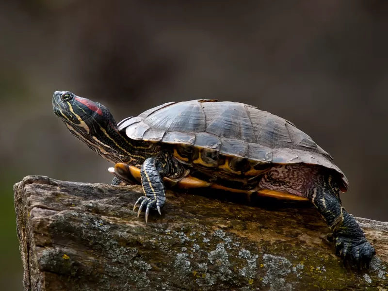Red-eared Slider Turtle