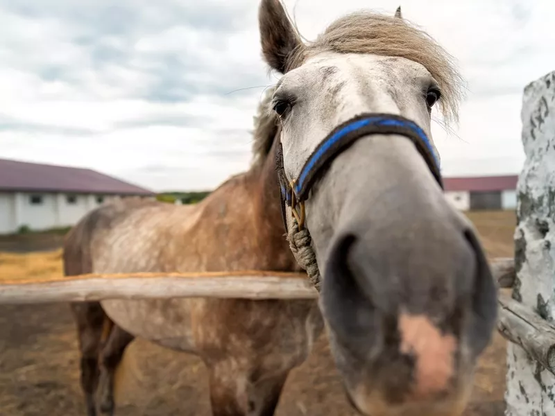 Close-up horse portrait