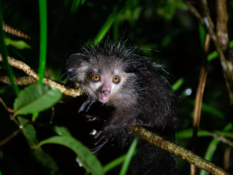 The rare Aye-Aye lemur that is only nocturnal