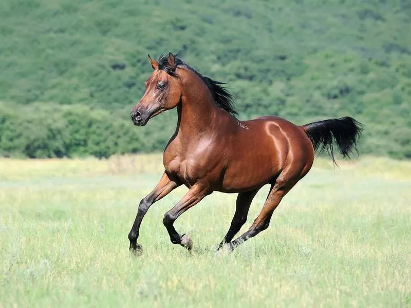 Arabian